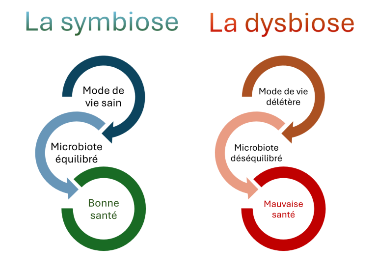 micronutrition microbiote nutritionniste angoulême soyaux charente